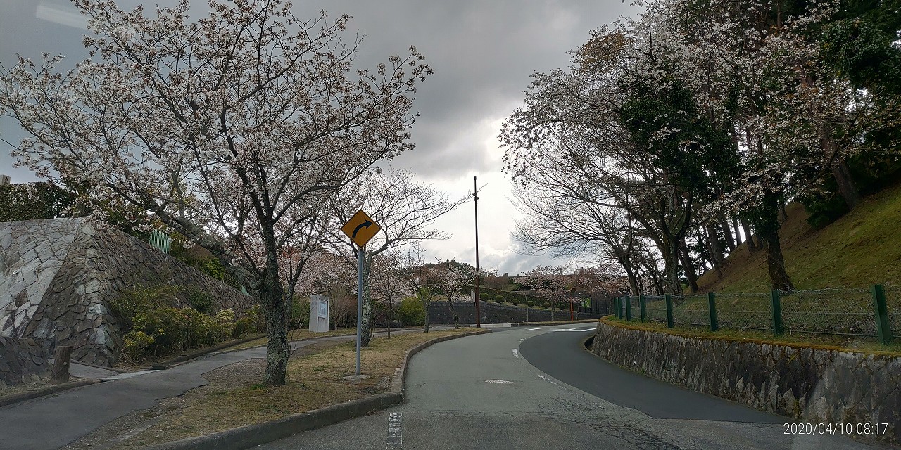 「花開花写真」桜・10区墓所付近