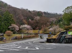 桜情報「5区バス停から風景」