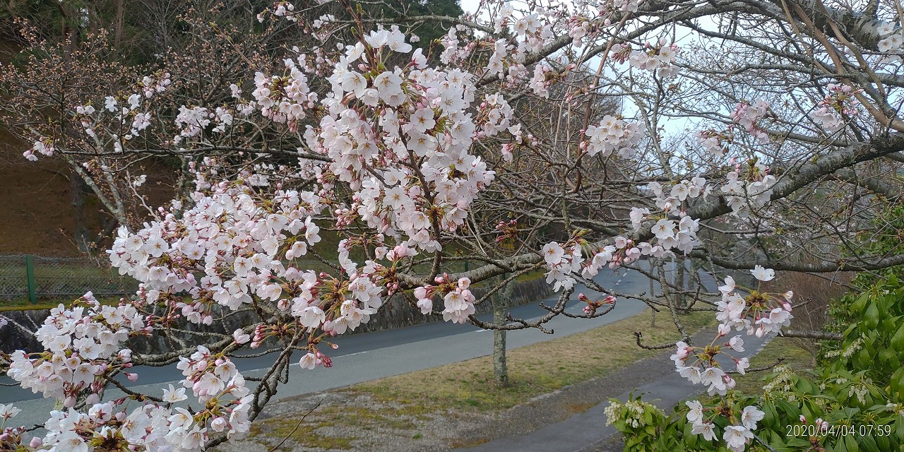 桜情報「10区8番墓所横」②