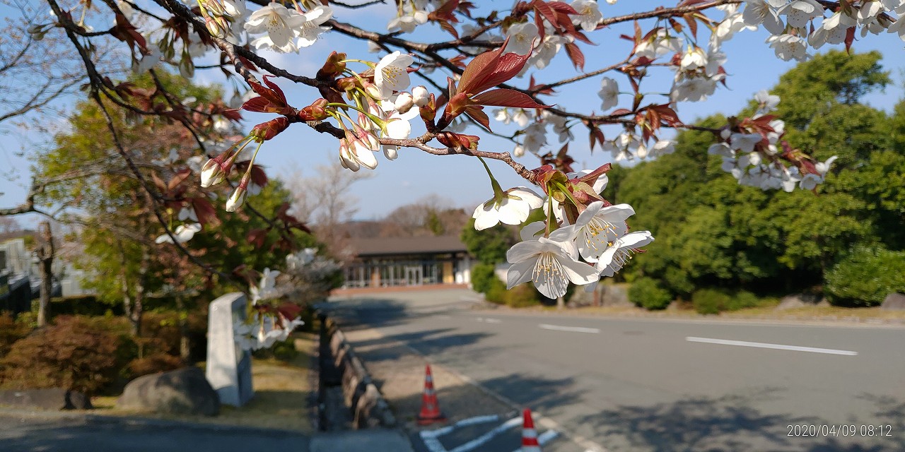 園内（花情報）中央休憩所前・桜