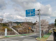 「花開花写真」桜・モニュメント付近①