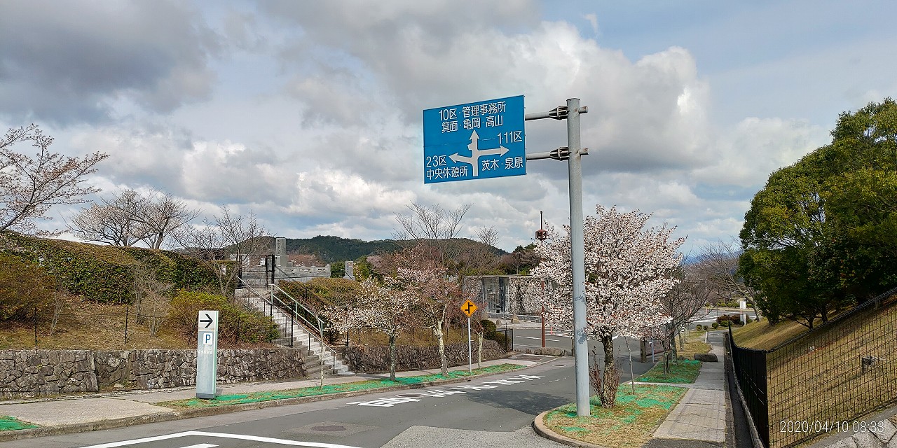 「花開花写真」桜・モニュメント付近①