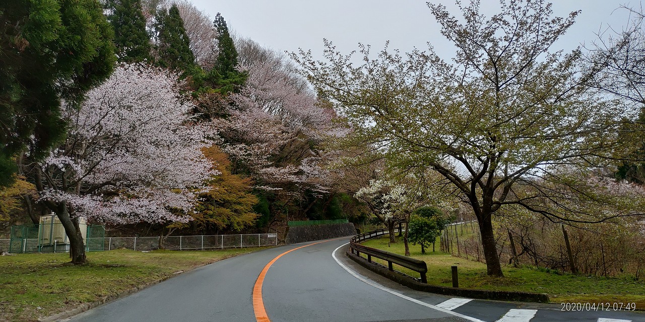 桜開花情報「バス通り・5区バス停手前」