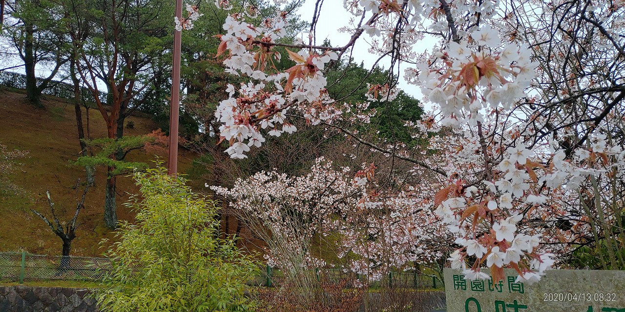 桜情報「10/11区枝道から風景」