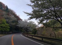 バス通り・山桜風景