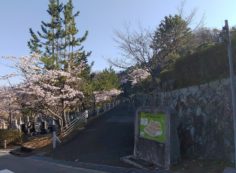 桜情報「5区1番墓所桜並木」①　