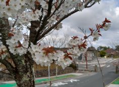 「花開花写真」桜・モニュメント付近②