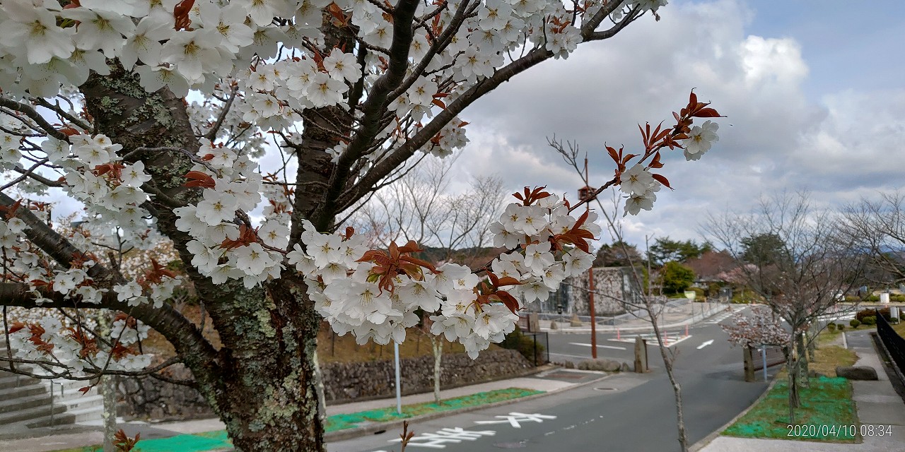 「花開花写真」桜・モニュメント付近②