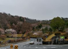 桜開花情報「5区墓所バス停風景」