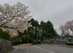 桜情報「7区2番墓所風景」