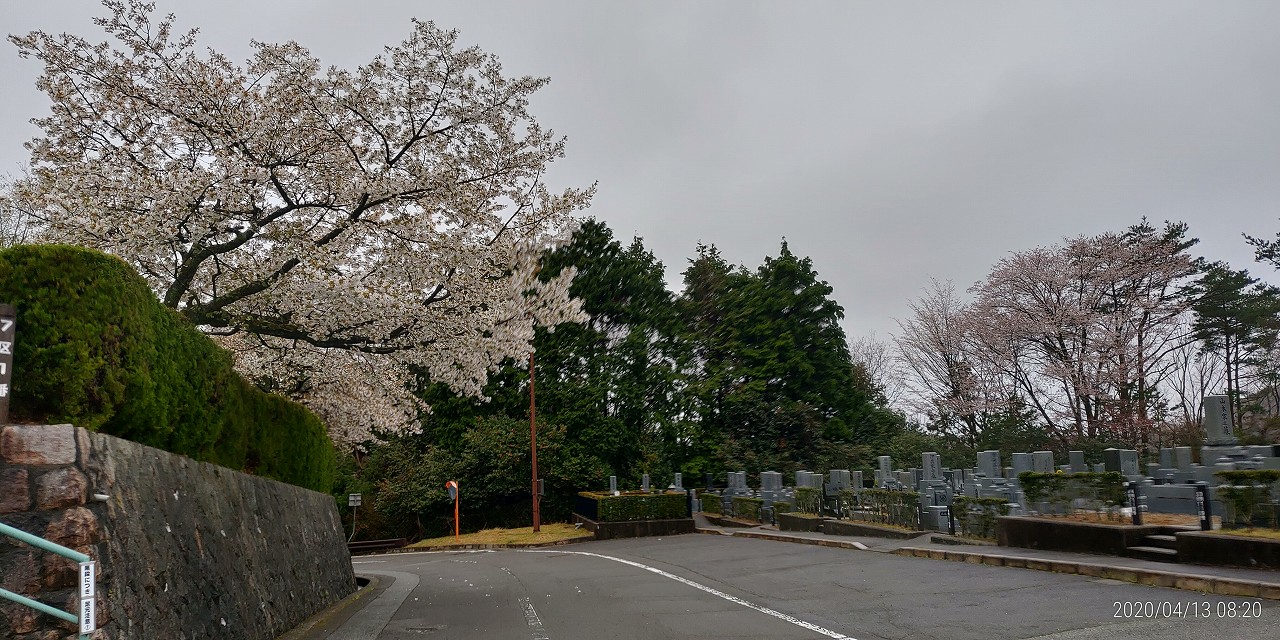 桜情報「7区2番墓所風景」