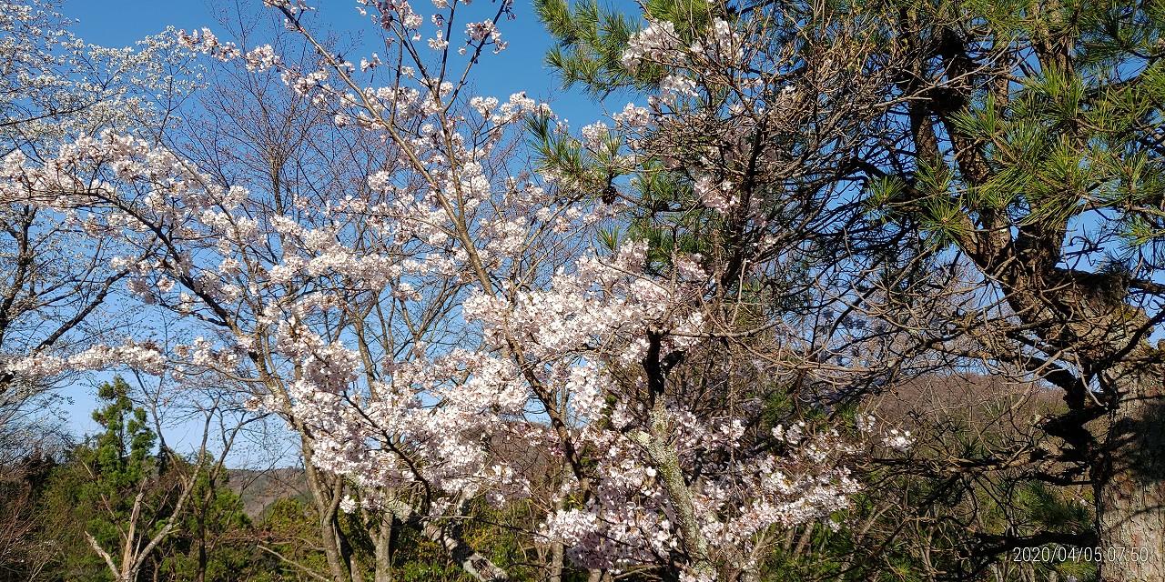 桜情報「5区1番墓所桜並木」②