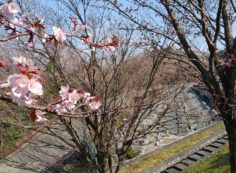 園内（花情報）7区5番枝道・桜