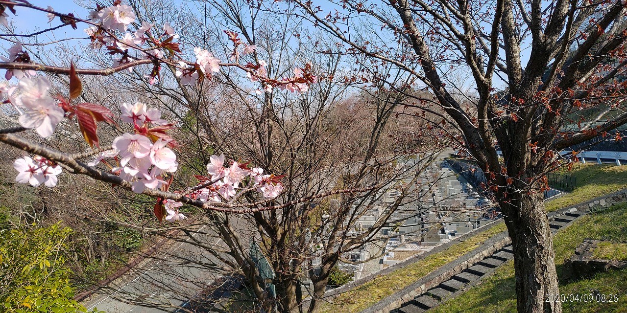 園内（花情報）7区5番枝道・桜