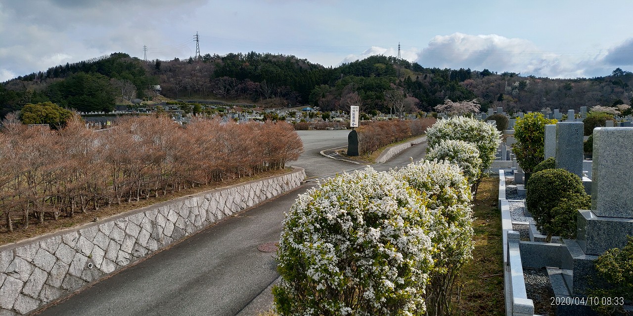 「花開花写真」雪柳・1区10番墓所付近