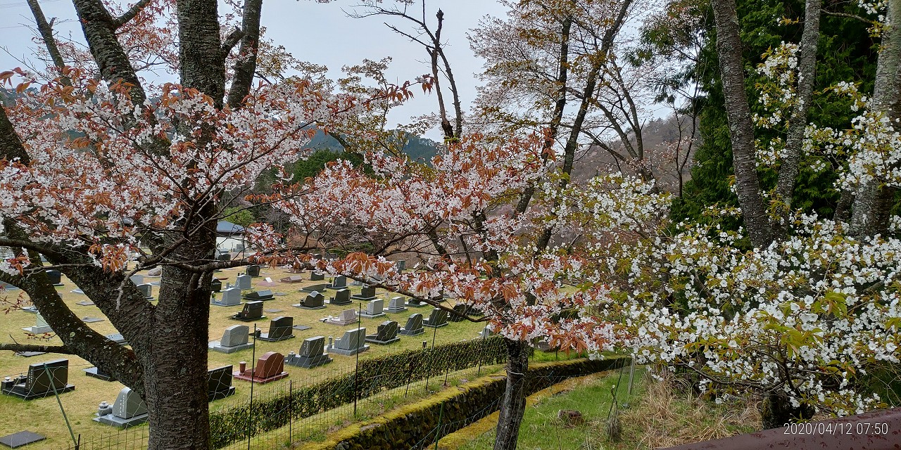 桜開花情報「5区芝生墓域風景」