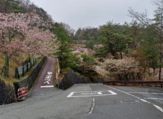 桜情報「6区2/3番墓域入口風景」