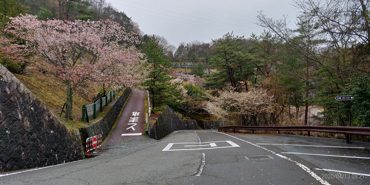 桜情報「6区2/3番墓域入口風景」