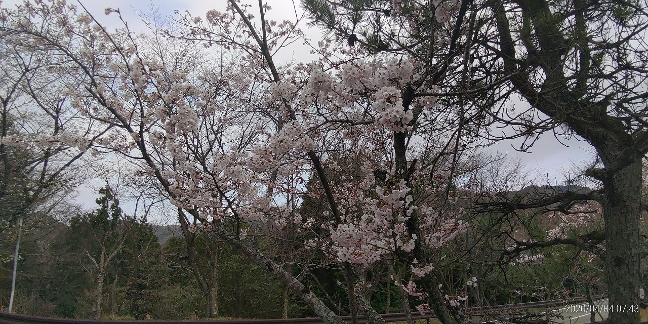 桜情報「5区1番墓所」③