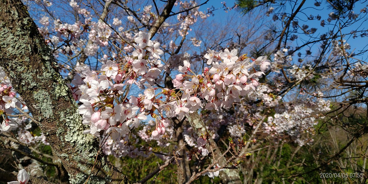 桜情報「5区1番墓所桜並木」③