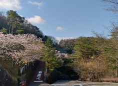 園内（花情報）6区2/3番墓所枝道・桜