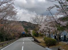 「花開花写真」桜・5区墓所付近③