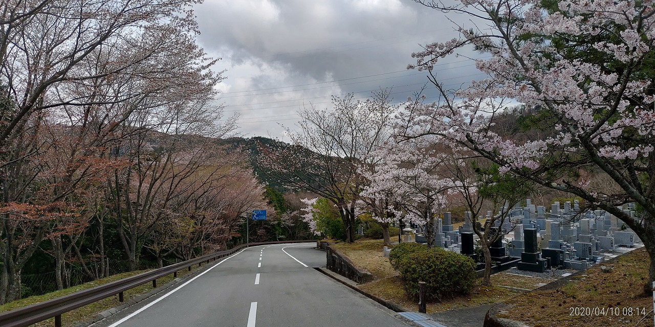 「花開花写真」桜・5区墓所付近③