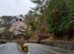 桜開花情報「10区バス停風景」