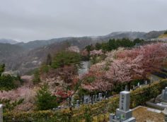 桜情報「6区2番墓所からの風景」