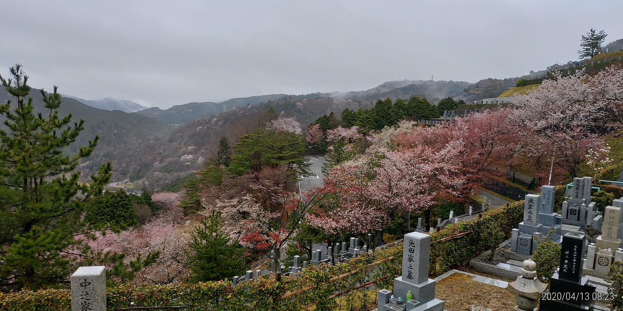 桜情報「6区2番墓所からの風景」