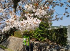 10区7番墓所・桜風景①