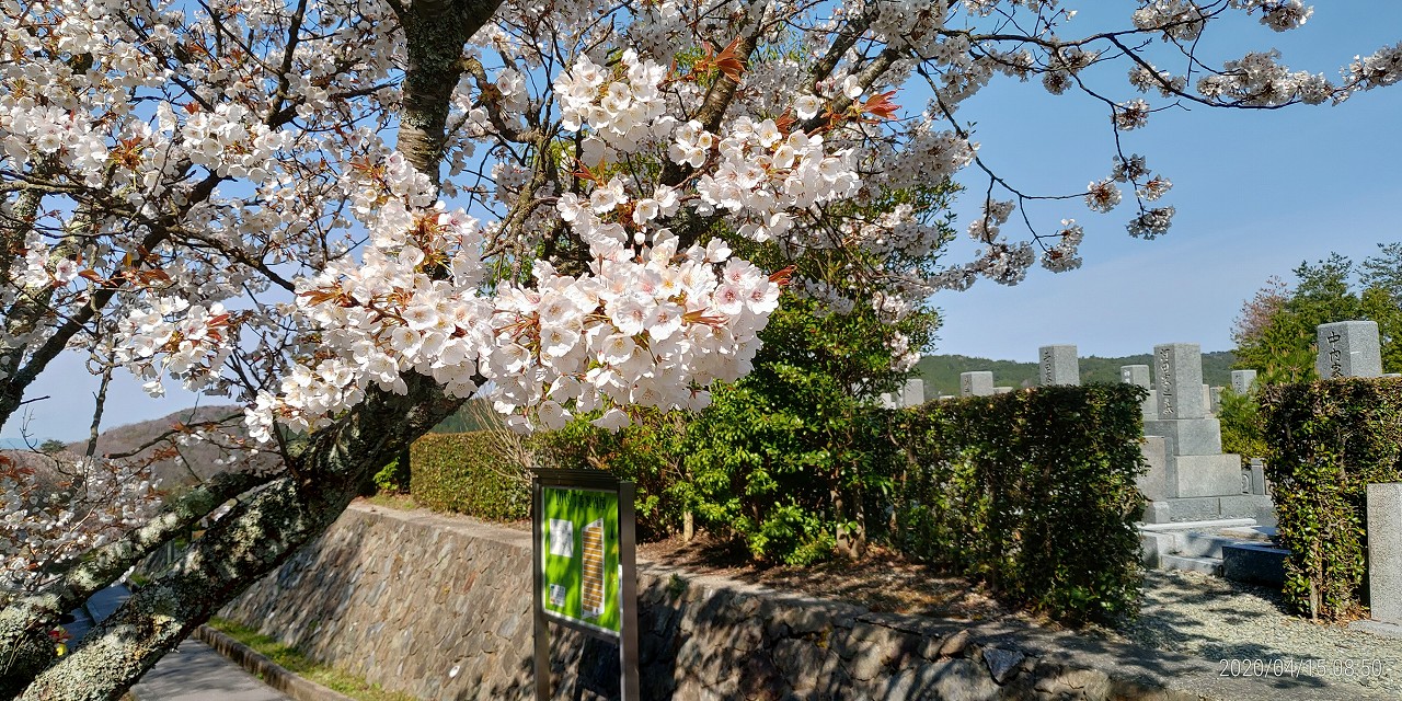 10区7番墓所・桜風景①