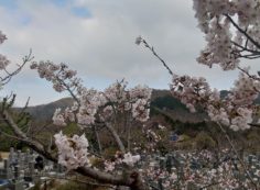 桜情報「5区1番墓所」④