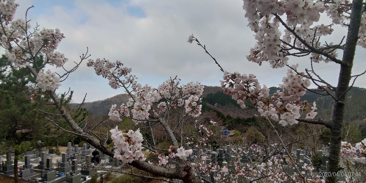 桜情報「5区1番墓所」④