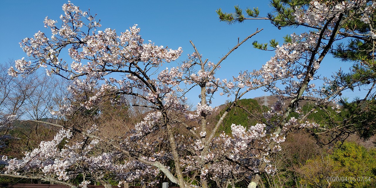 桜情報「5区1番墓所桜並木」④