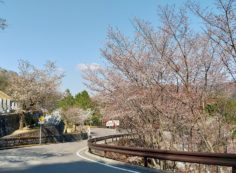 園内（花情報）6区バス停付近・桜