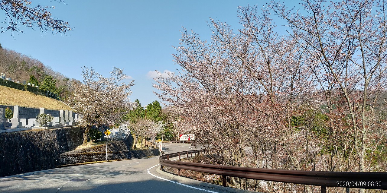 園内（花情報）6区バス停付近・桜