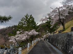 「花開花写真」桜・5区墓所付近①