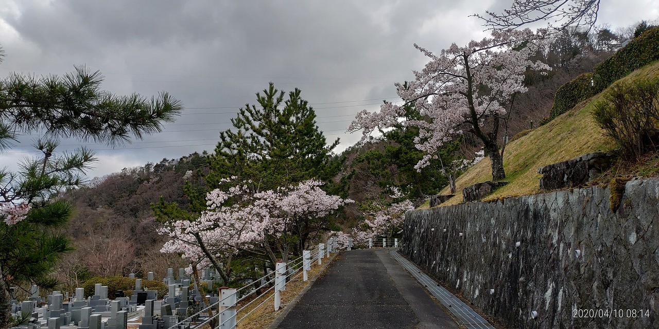 「花開花写真」桜・5区墓所付近①