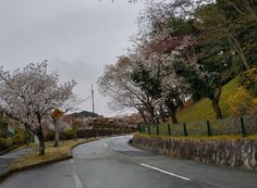 桜開花情報「モニュメント手前風景」