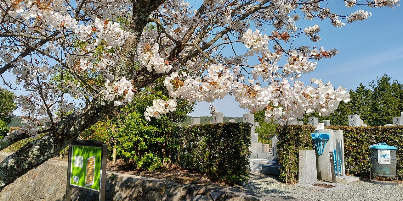 10区7番墓所・桜風景②