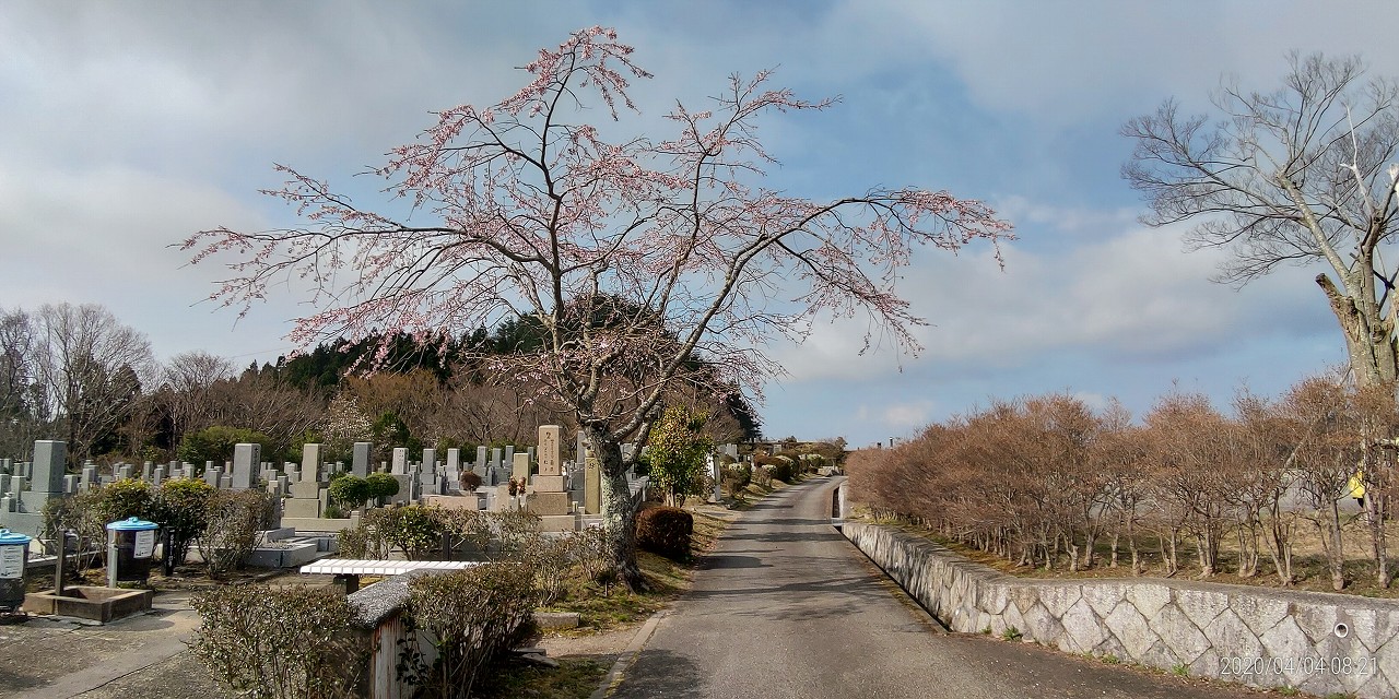 桜情報「1区10番墓所・臨時駐車場横」①