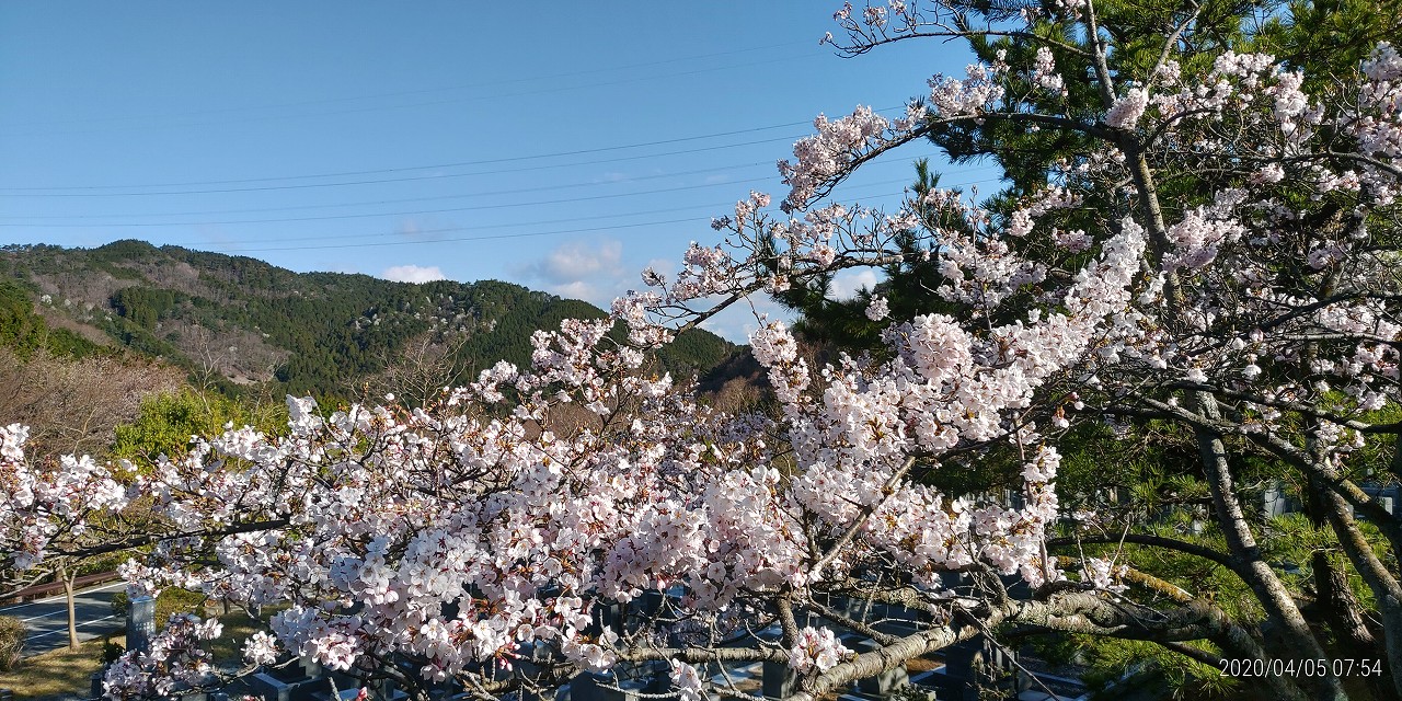 桜情報「5区1番墓所桜並木」⑤