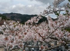 「花開花写真」桜・5区墓所付近②