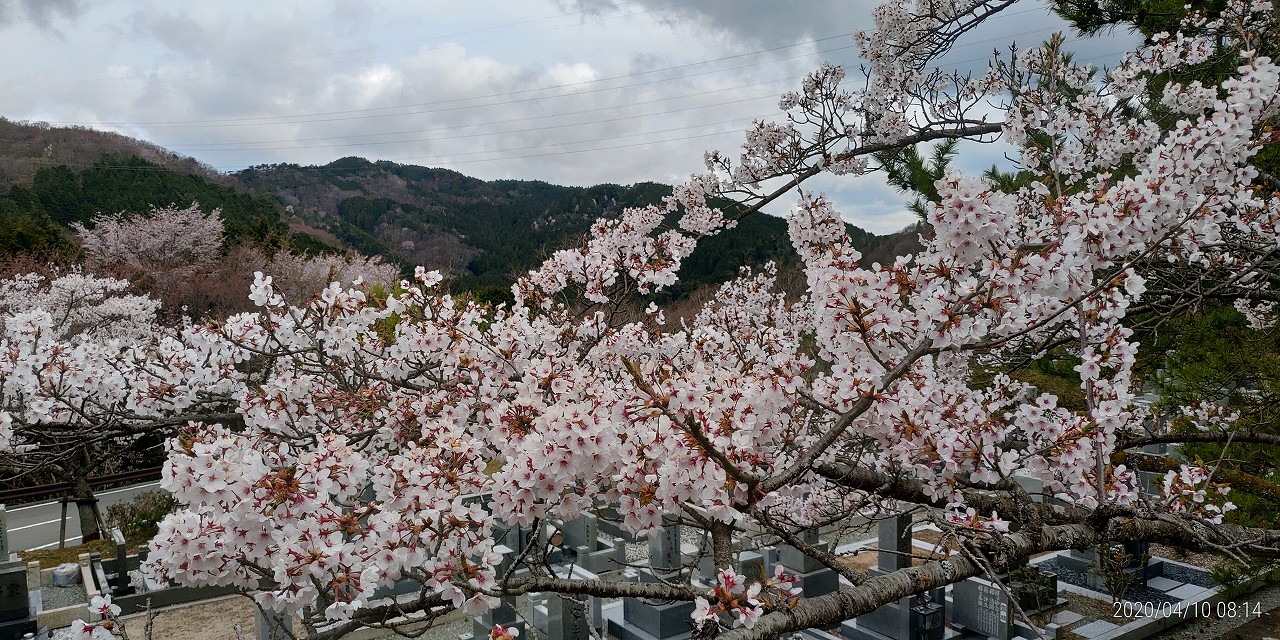 「花開花写真」桜・5区墓所付近②