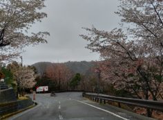 桜情報「6区バス停風景付近」