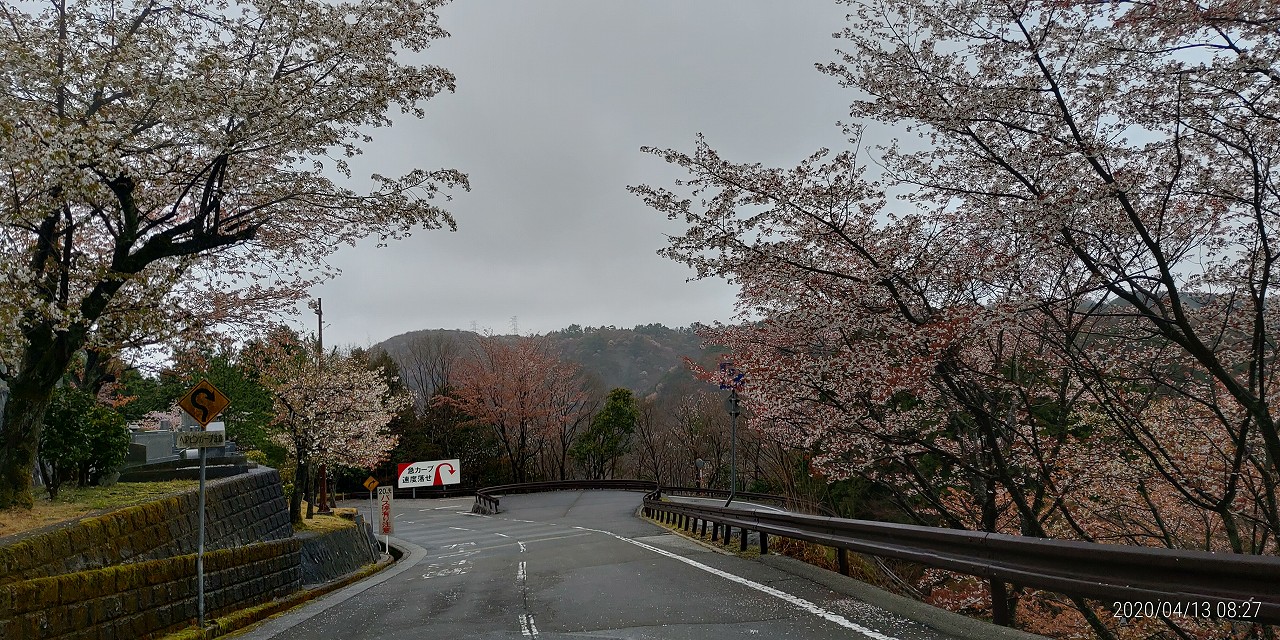 桜情報「6区バス停風景付近」