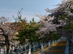 バス通り・5区1/2番墓所枝道風景