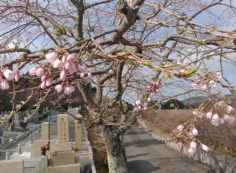 桜情報「1区10番墓所・臨時駐車場横」①