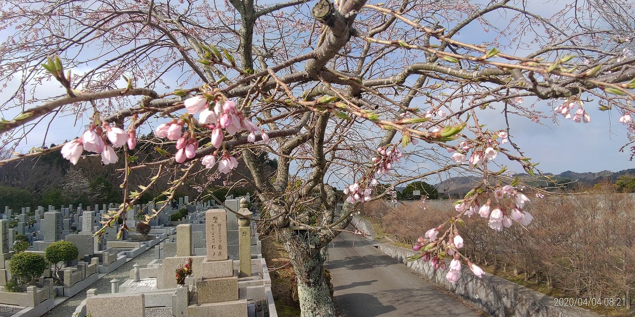 桜情報「1区10番墓所・臨時駐車場横」①